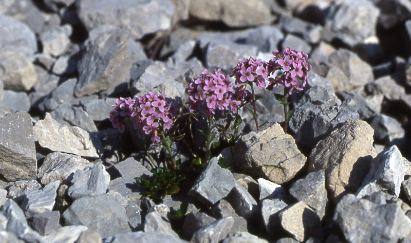 Fiori del Trentino